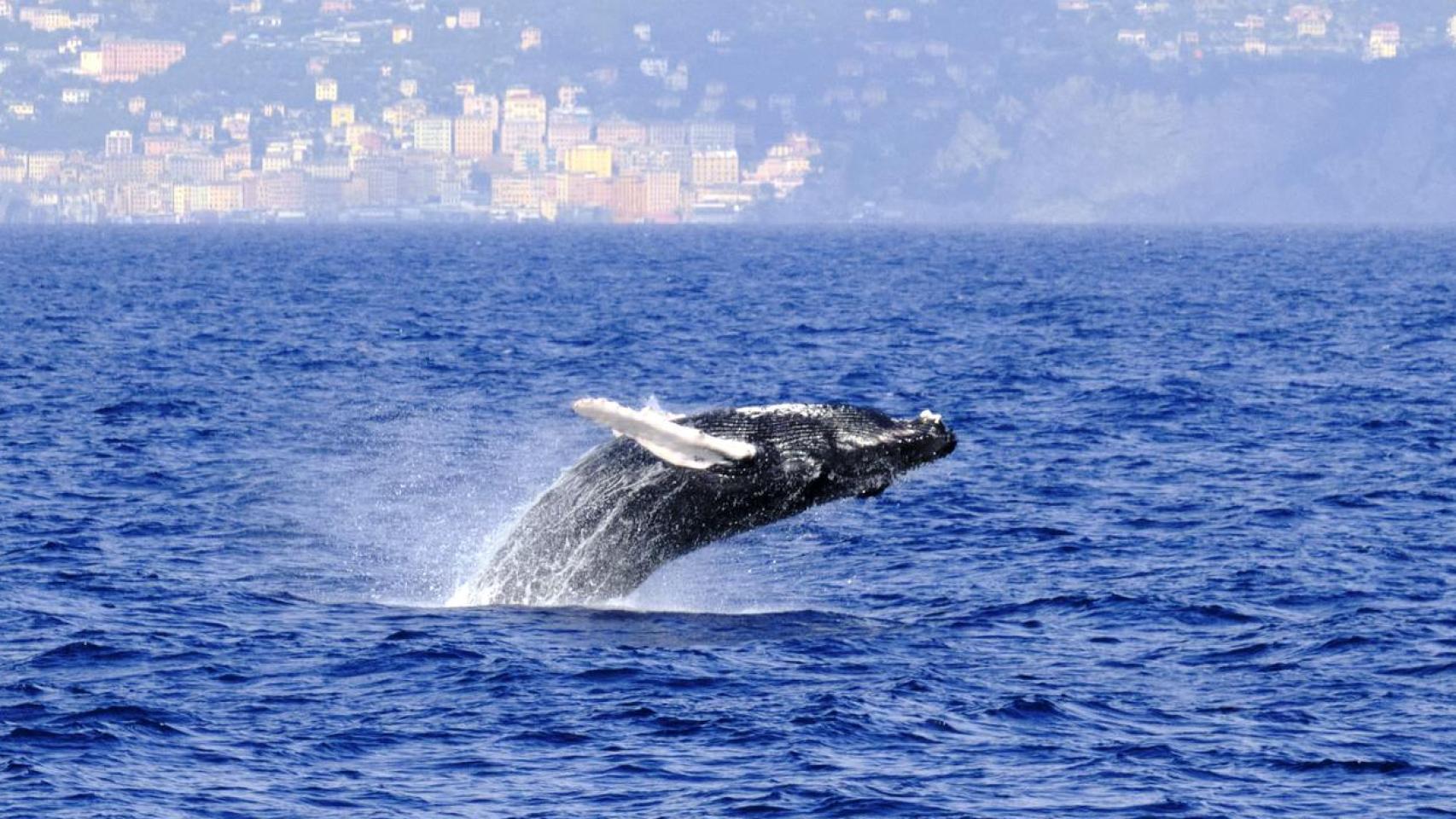 Una ballena jorobada frente a la costa de Génova (Italia).