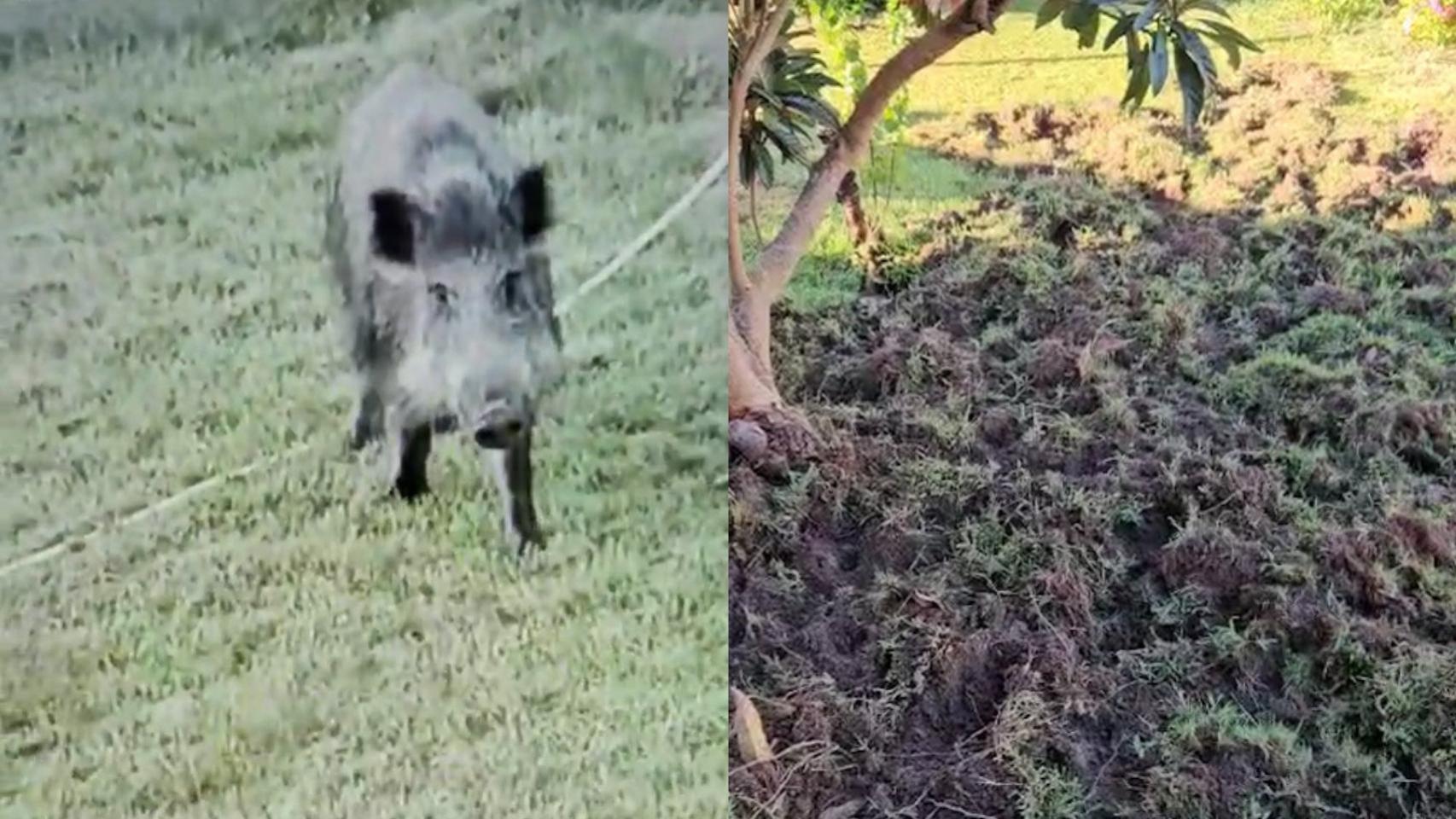Imagen de uno de los jabalíes captados junto a los destrozos que están produciendo.