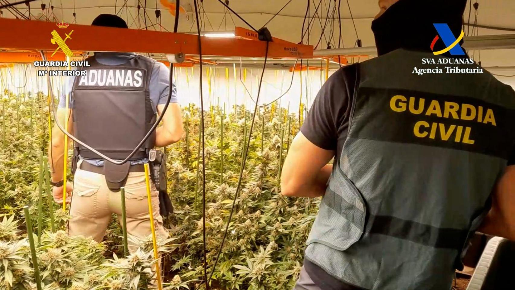 Imagen de los agentes en la plantación.