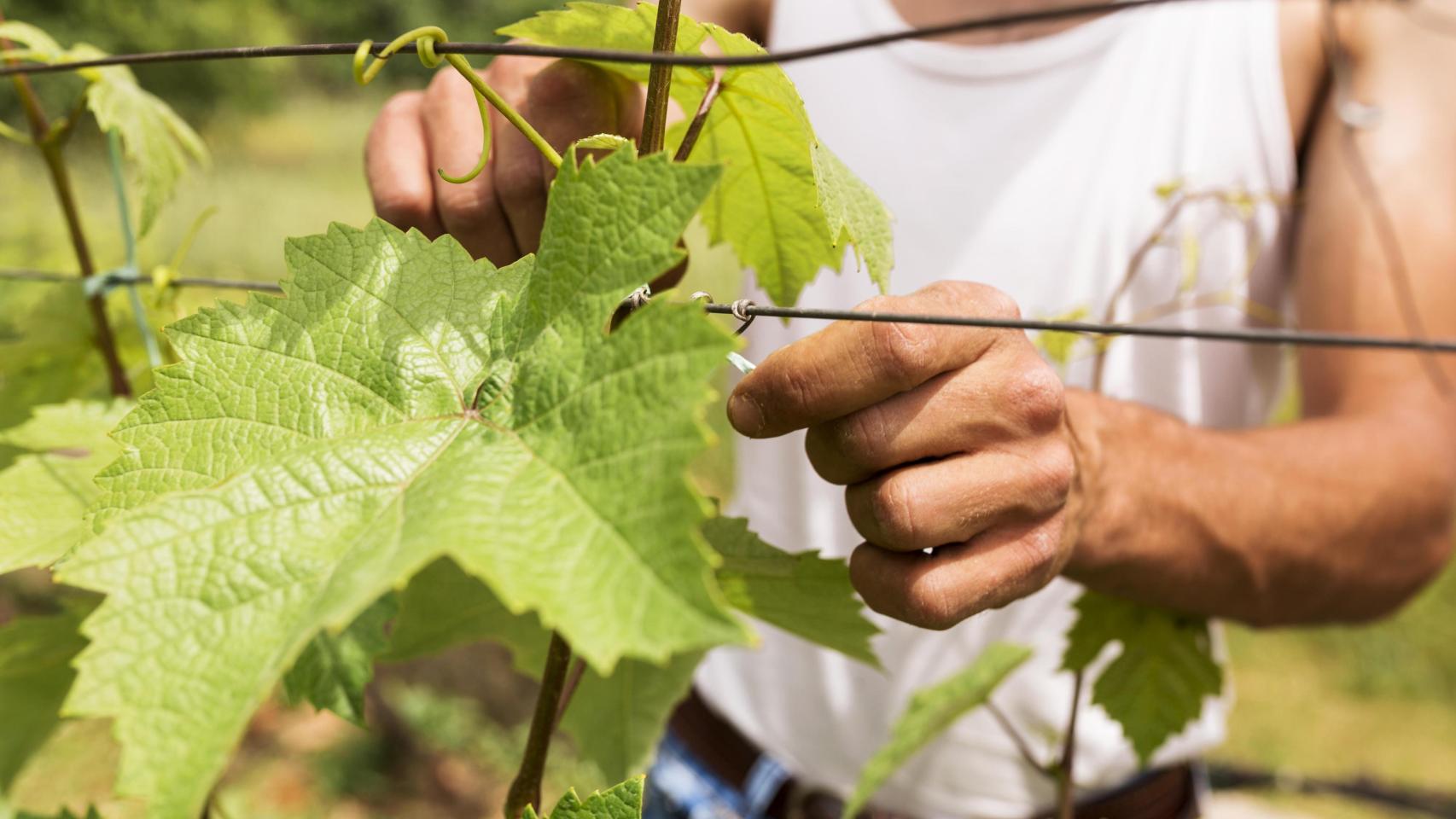Viticultor trabajando en el viñedo