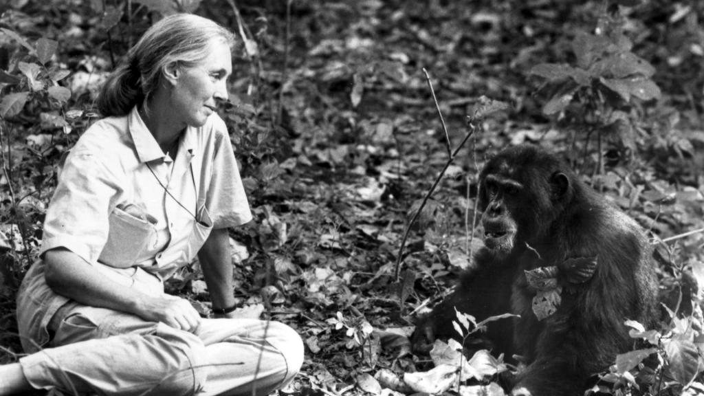 Jane Goodall durante una de sus expediciones.