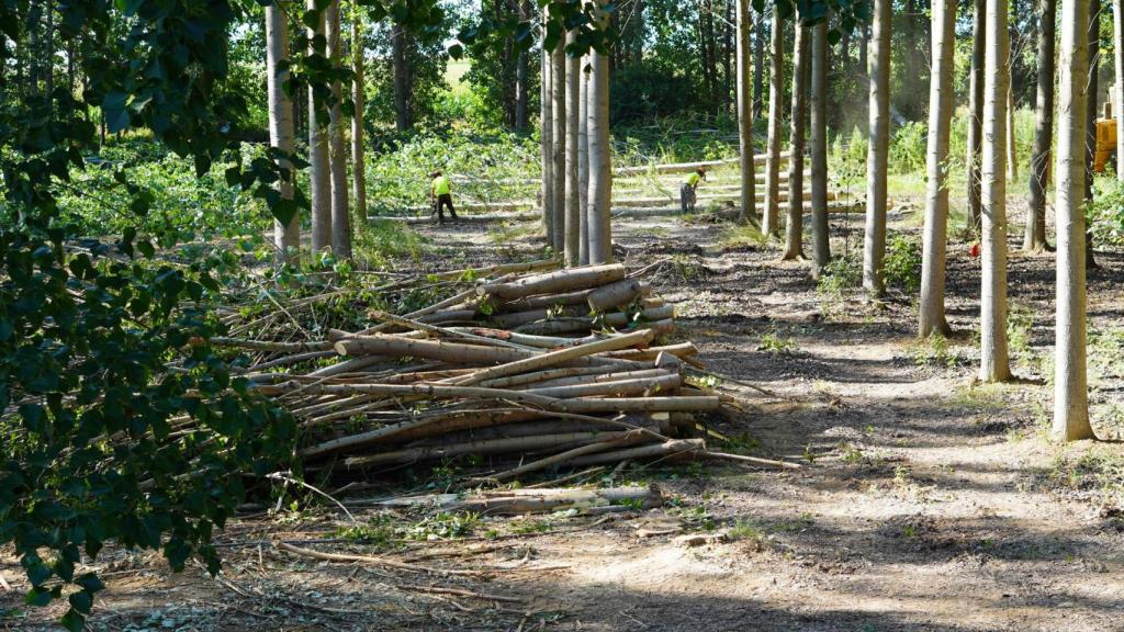 Explotación de madera de álamo en funcionamiento.