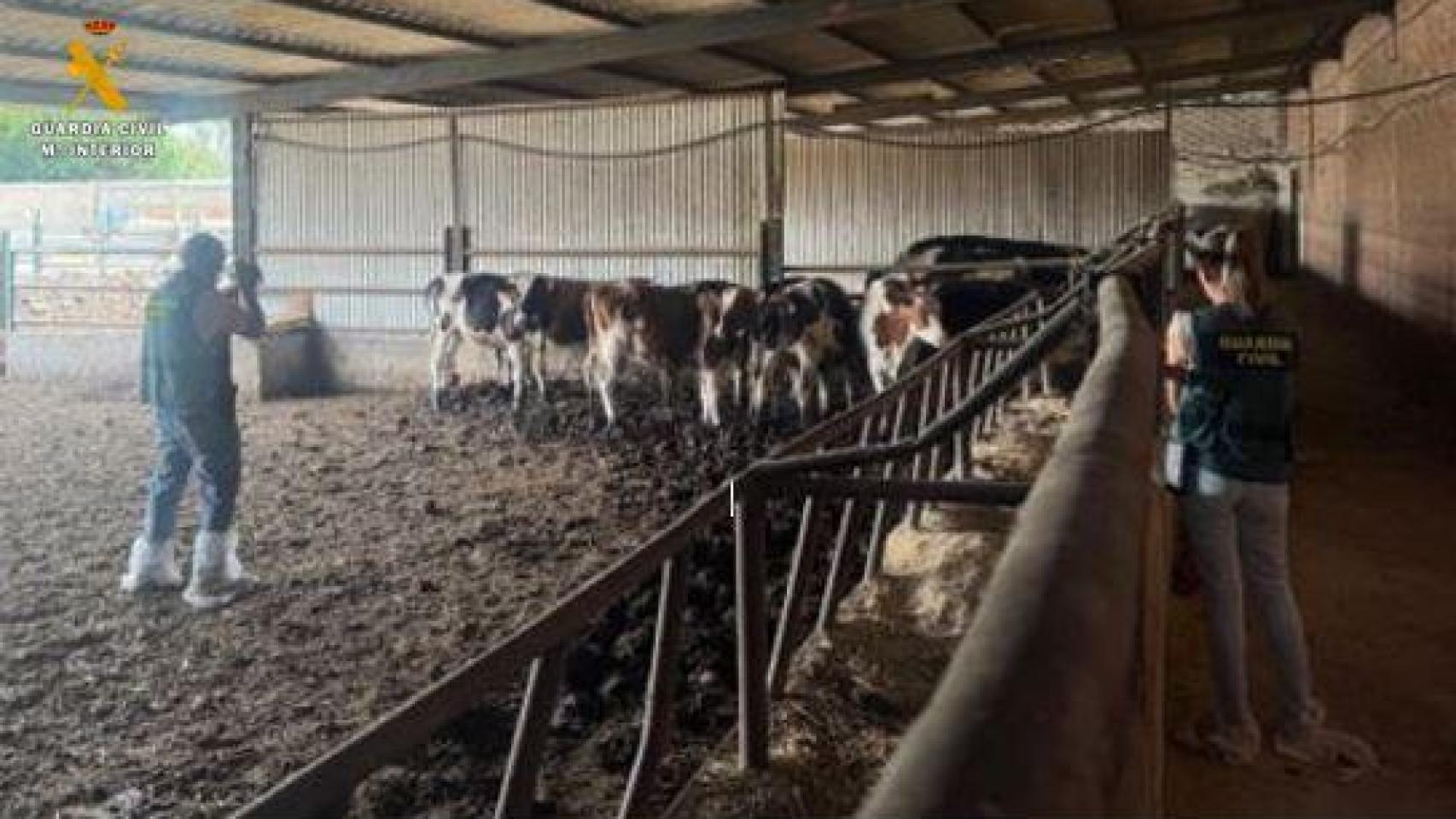 Agentes de la Guardia Civil durante la inspección a la explotación ganadera de Valladolid