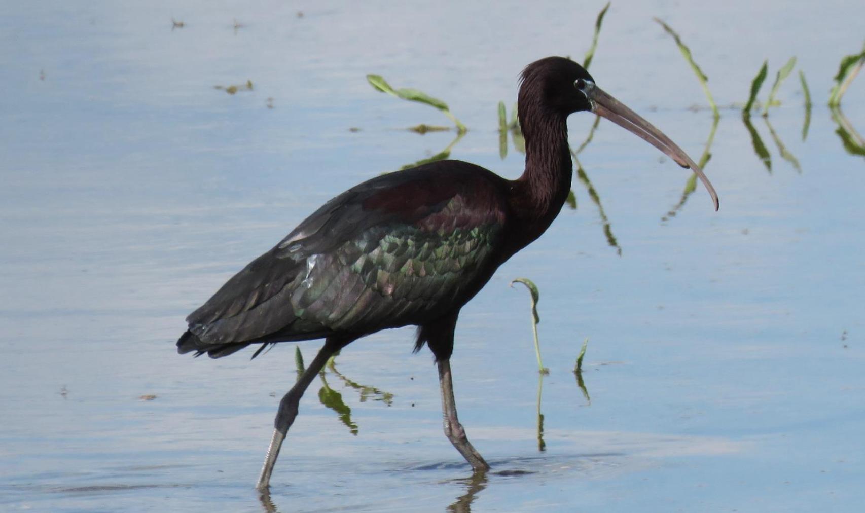 Ejemplar de morito, un ave que habita en las lagunas de Castilla y León