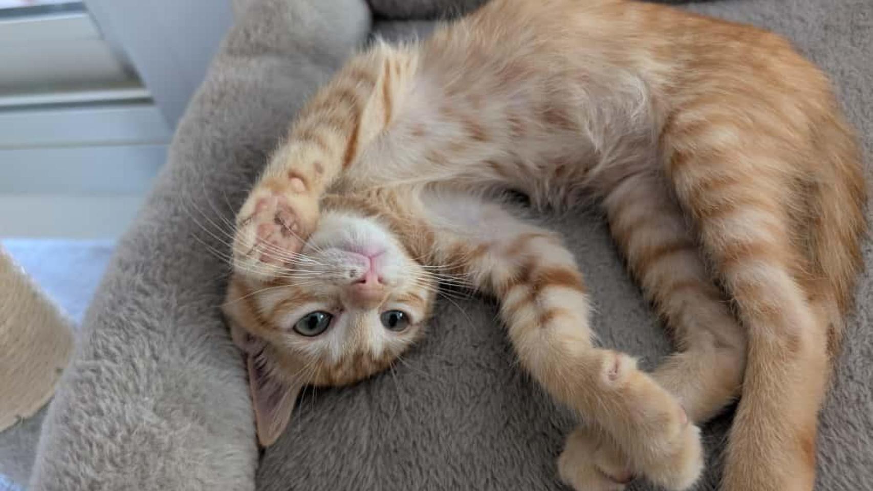 Un gato naranja estirándose.