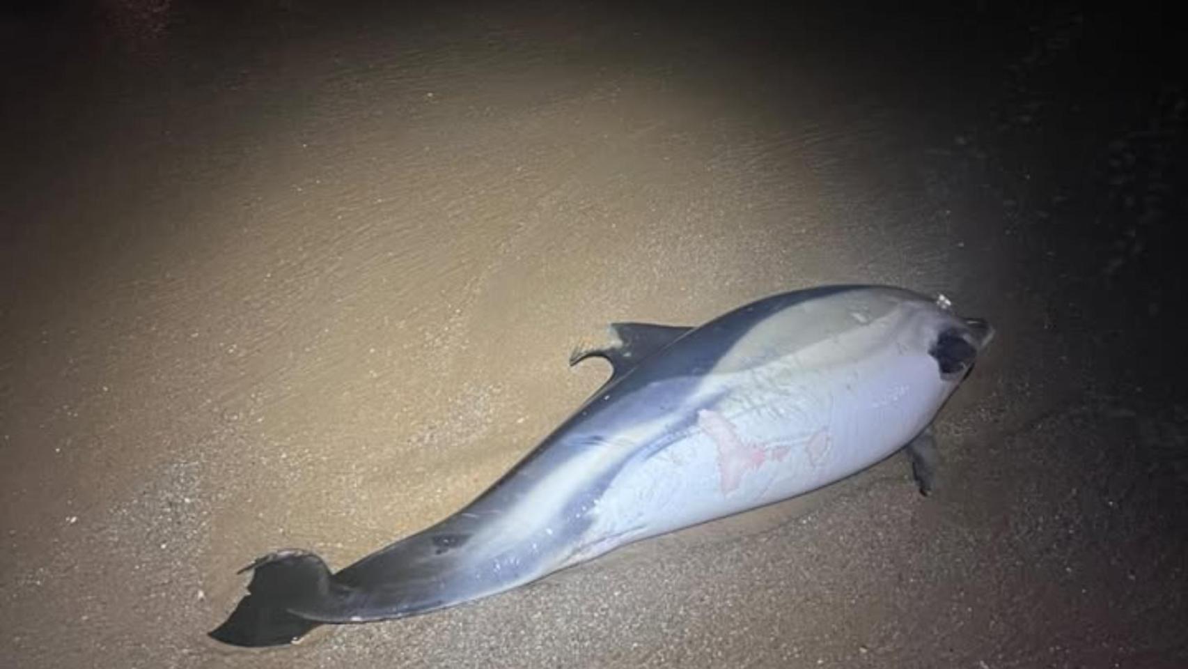 Aparece un delfín varado en la playa de San Amaro de A Coruña esta madrugada