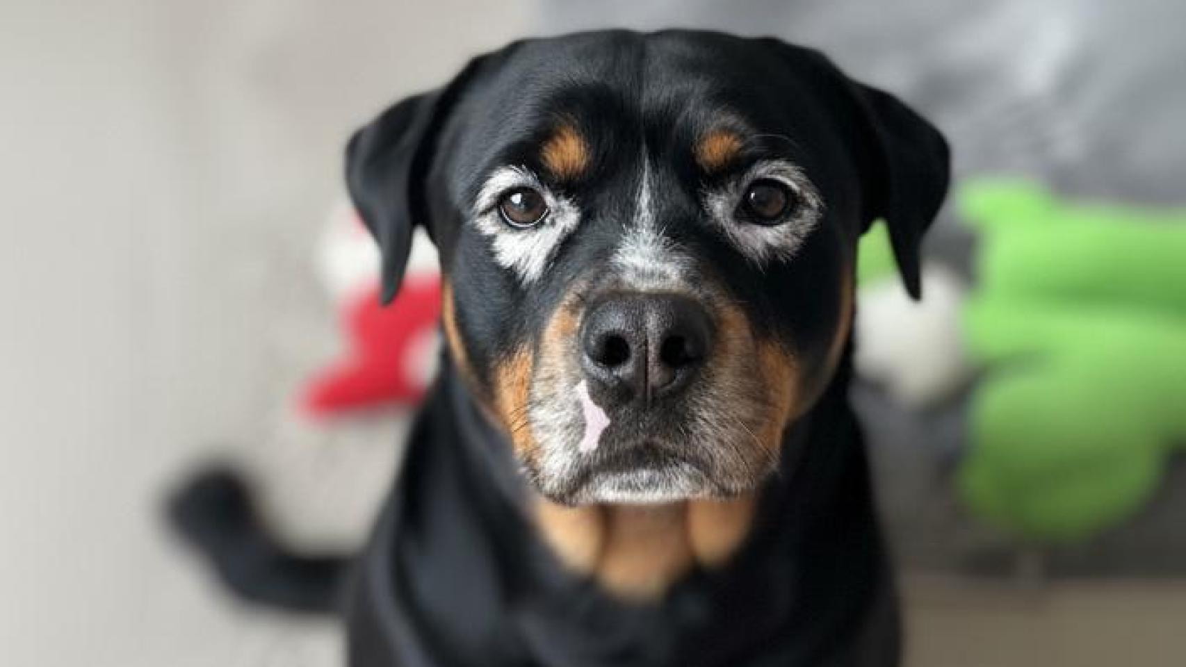 Un perro rottweiler con vitíligo.