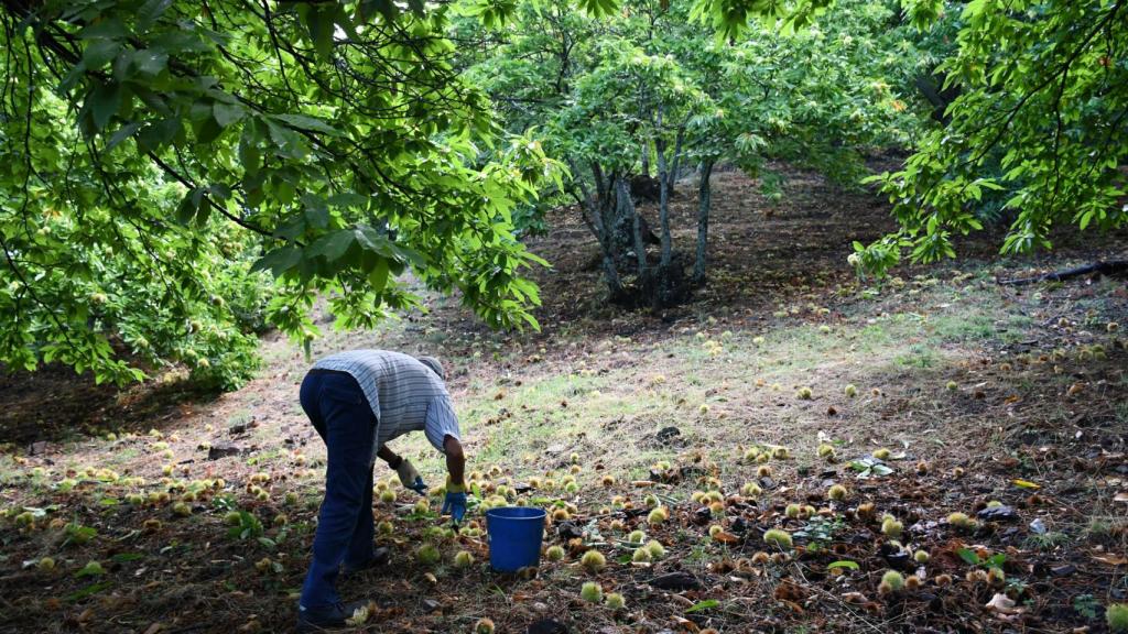 Campaña de recogida de la castaña en el Valle del Genal.