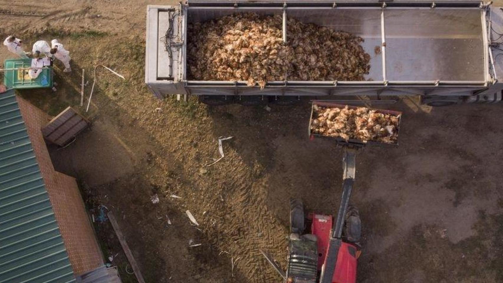 Cadáveres de gallinas sacrificadas por gripe aviar en Íscar (Valladolid) en 2022.