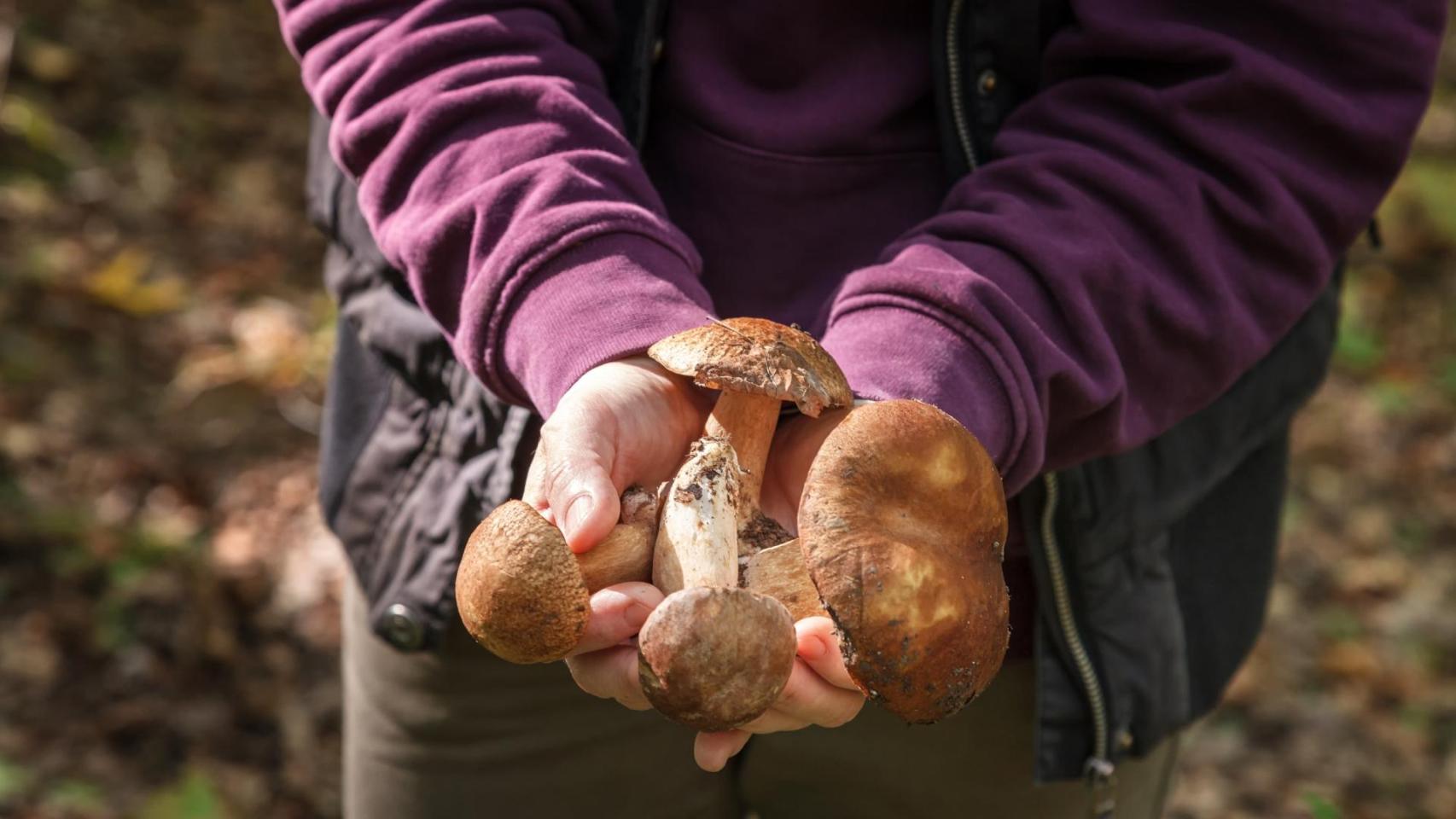 Recogida de setas en una imagen de archivo