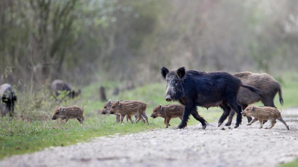 Jabalíes cruzando un camino en una zona rural.
