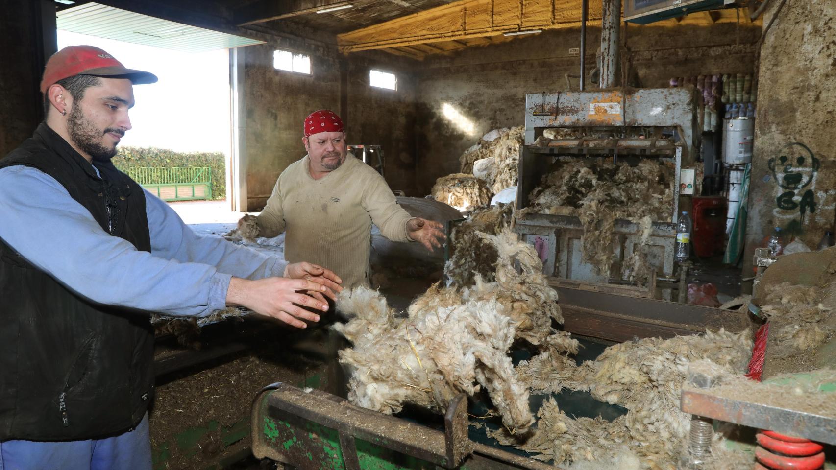 Operarios de un lavadero de lana de Palencia.