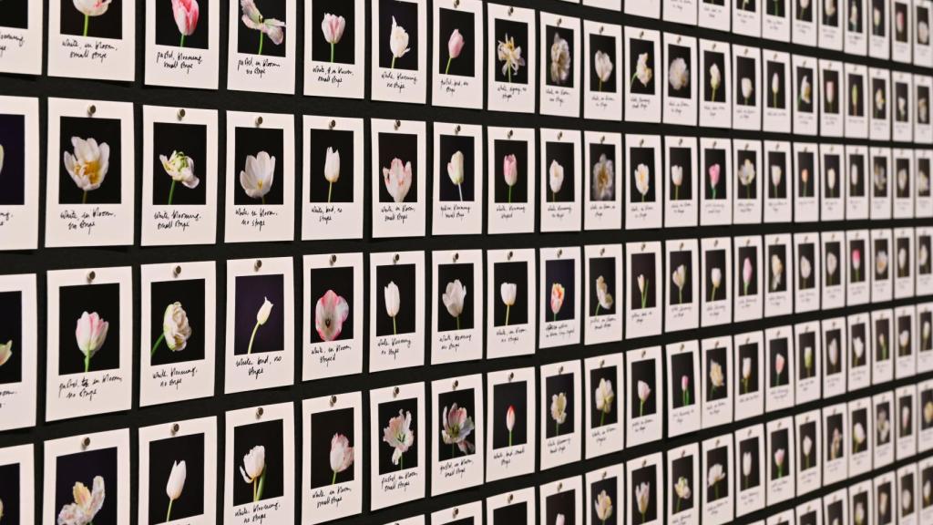 Myriad, Tulips (2018), work by Anna Ridler.