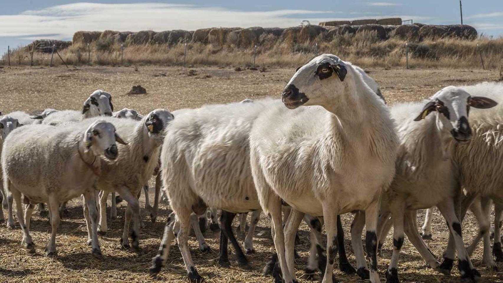 Así es un día (real) en la vida de un pastor