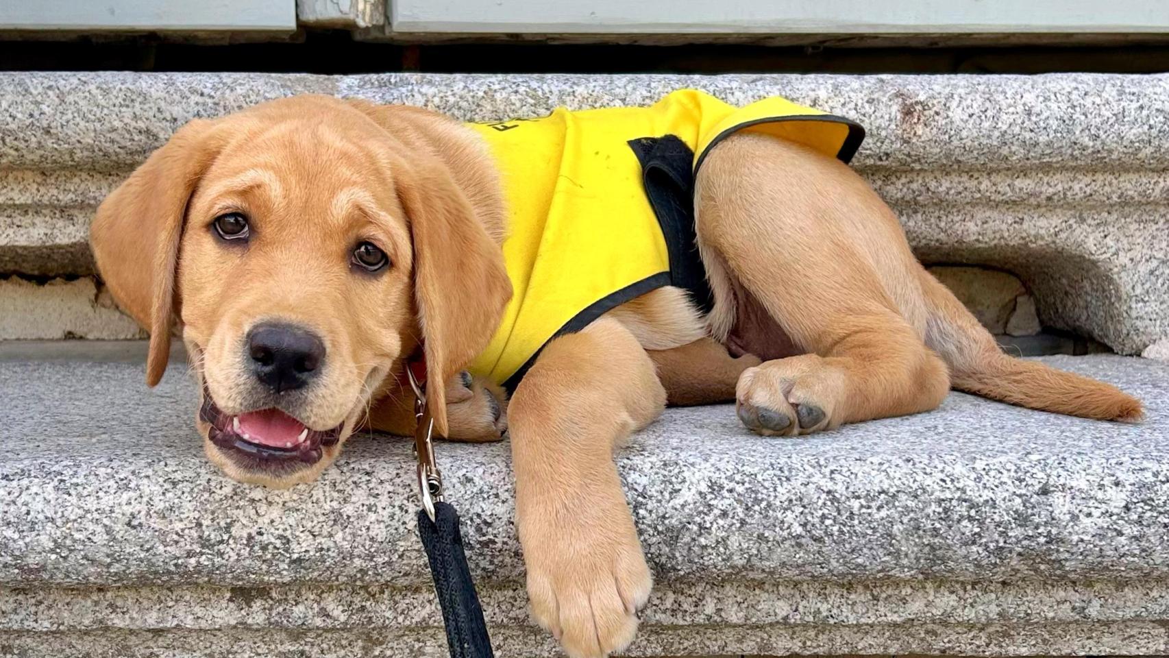 K el nuevo perro guía de la ONCE adoptado por Irene Eguiluz.