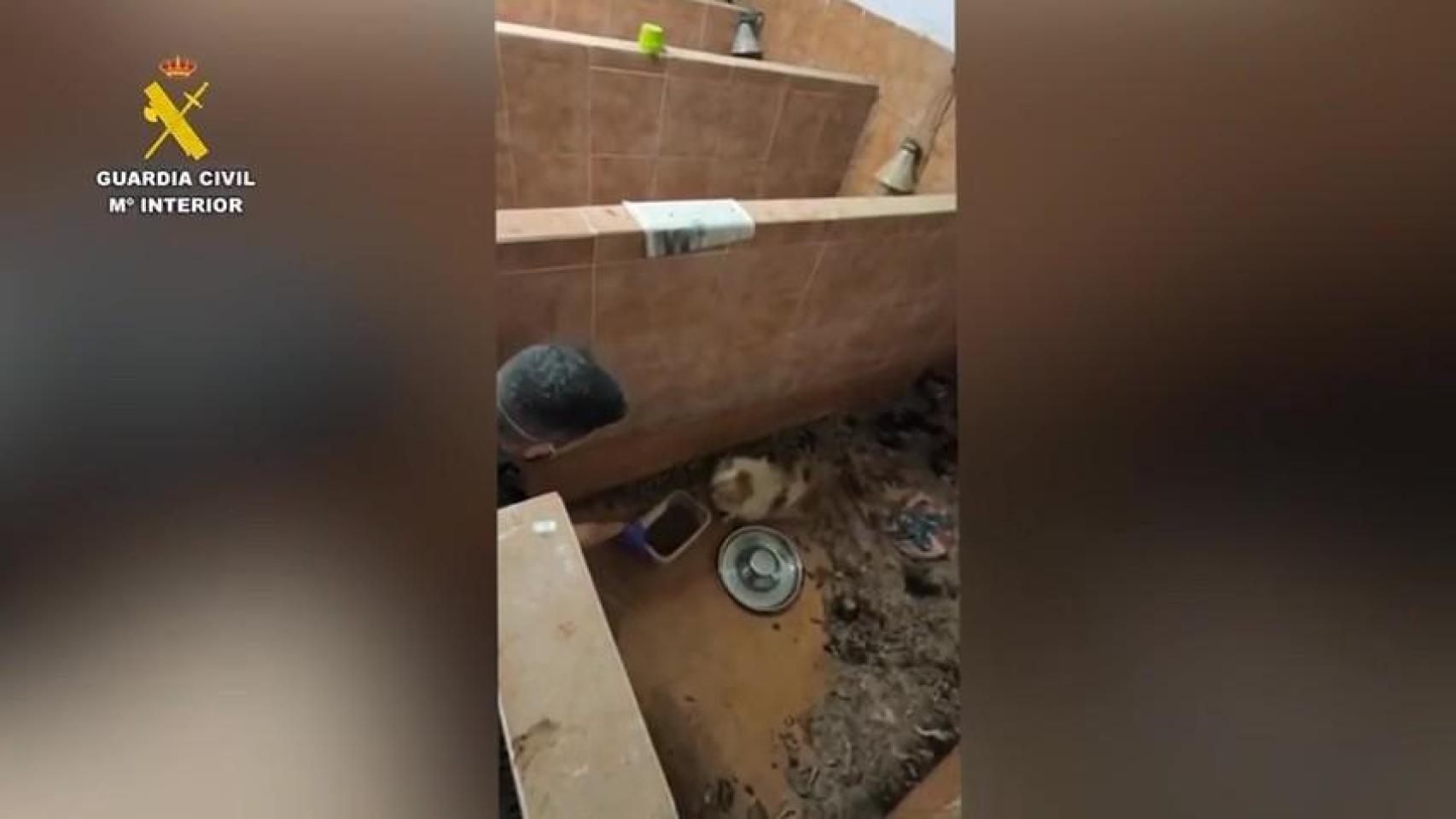 Criadero clandestino en A Coruña.