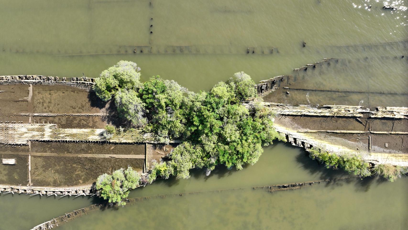 Un nuevo ecosistema con influencia humana en el mar Báltico.