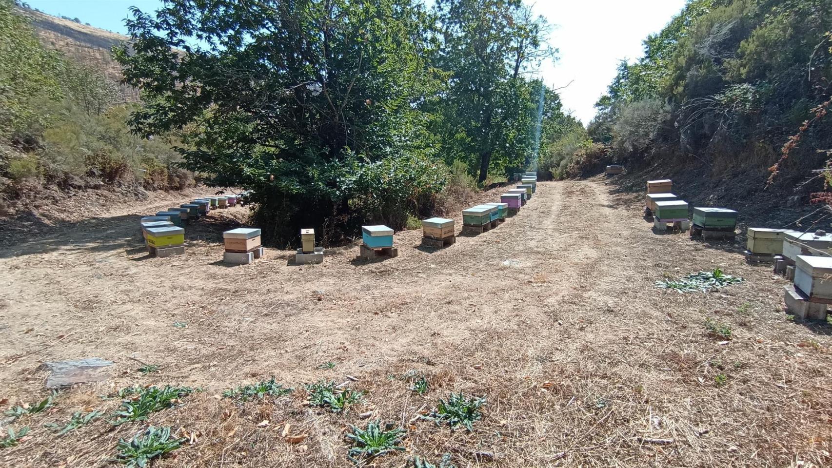 Trabajos del proyecto de colaboración con apicultores en la mina de wolframio de A Gudiña (Ourense).