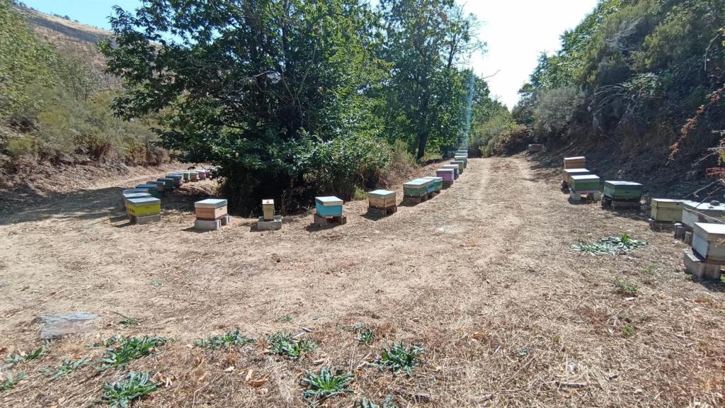 Trabajos del proyecto de colaboración con apicultores en la mina de wolframio de A Gudiña (Ourense).
