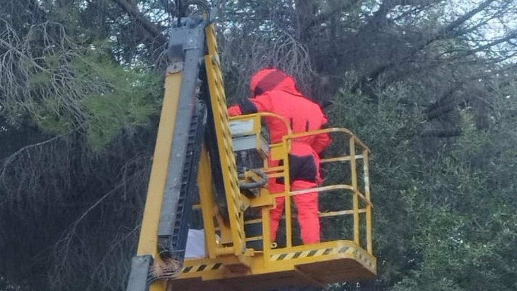 Un especialista retira el nido.