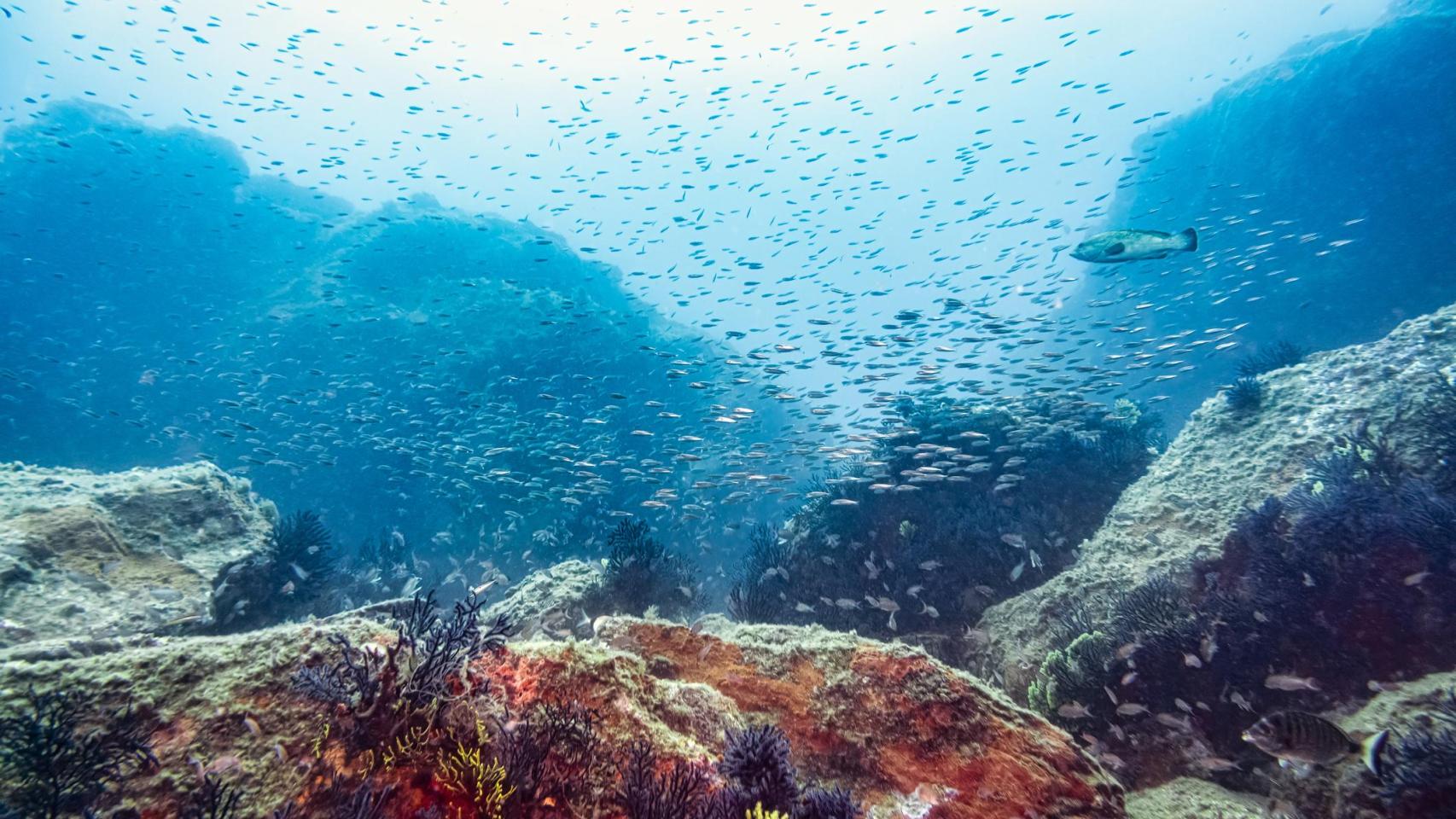 Banco de peces en la Costa Brava.