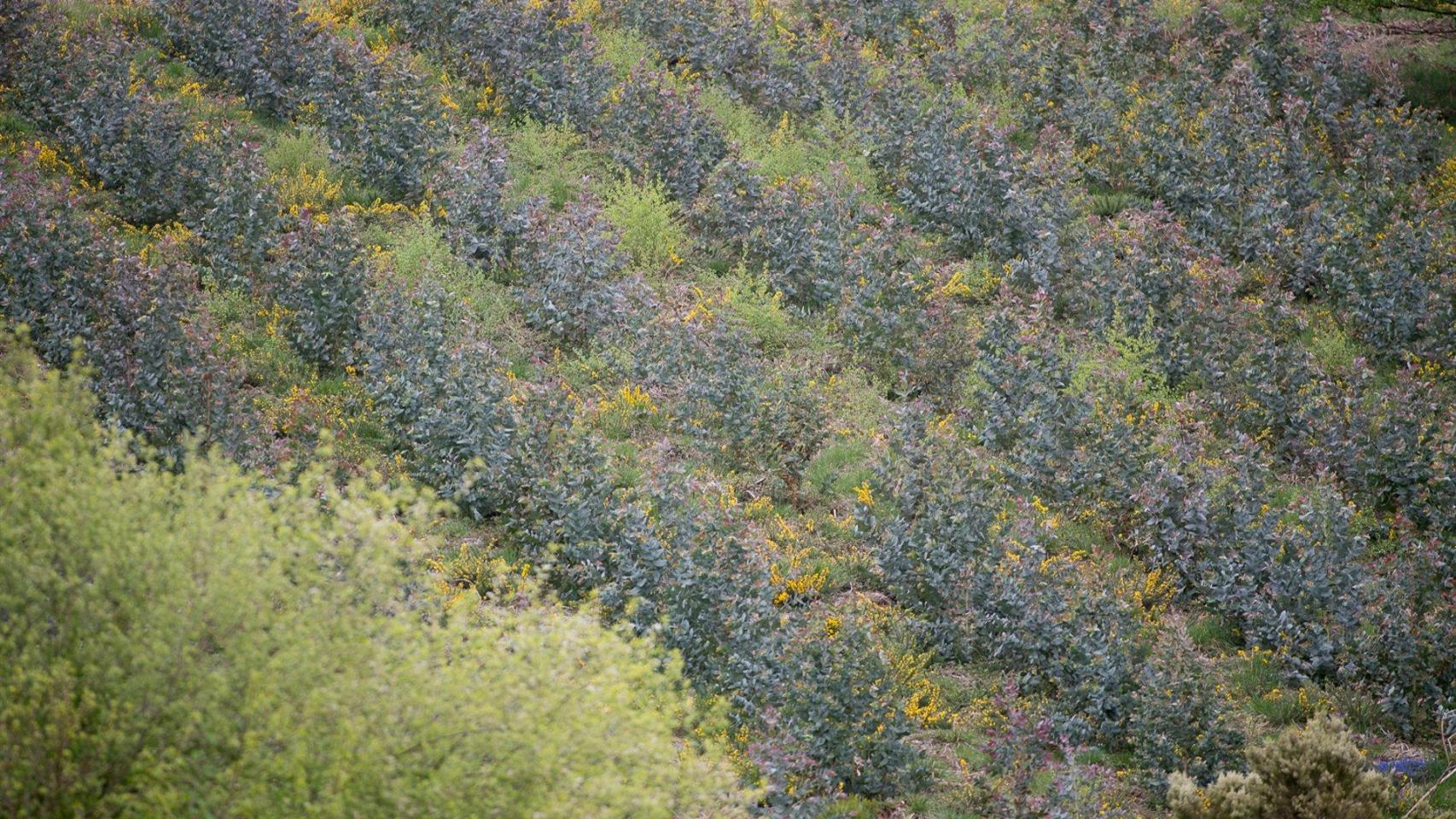 Repoblación de eucalipto en O Cádavo, A Fonsagrada a 22 de abril de 2021, en Lugo, Galicia (España)