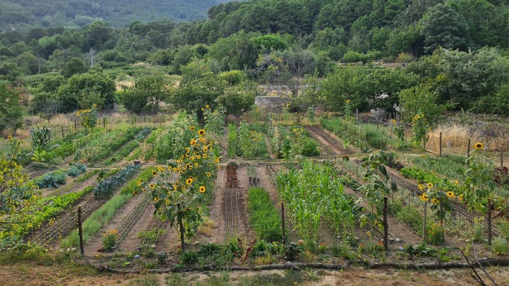 En la huerta de Tierra Campesina se cultivan desde tomates y judías verdes hasta hinojo de bulbo y rábanos, y también infusiones.