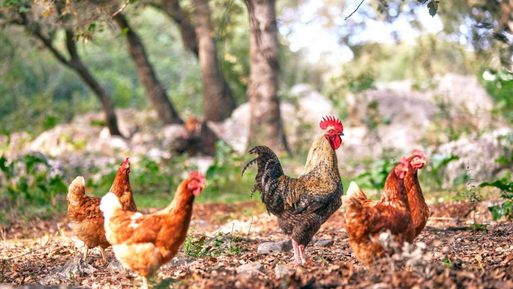 Vista de Son Sabater by Zafiro, el agroturismo en plena Sierra de Tramontana, rodeado de olivos y encinas centenarias.