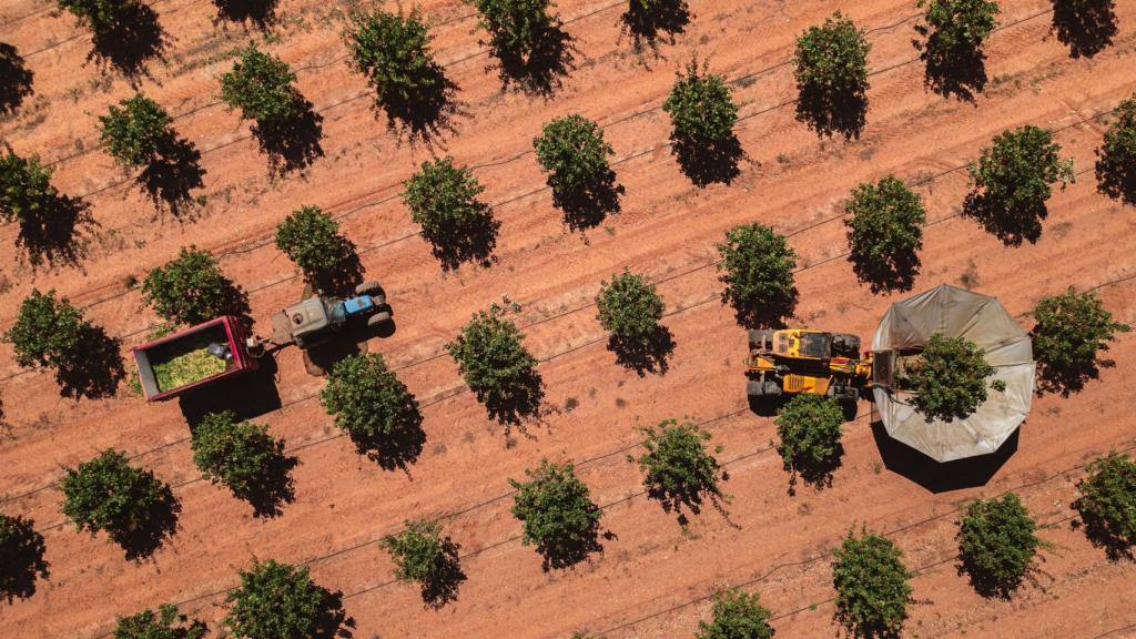 ENCLAVE ODS pudo presenciar la recogida de la cosecha de Agróptimum a finales de septiembre.
