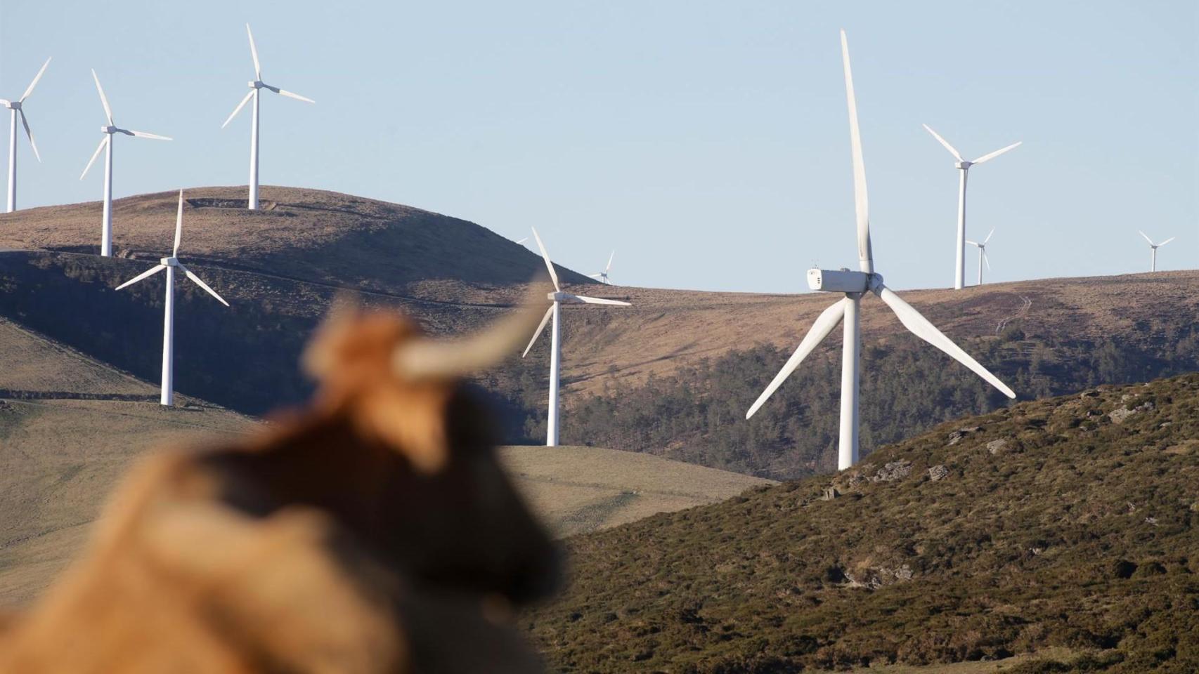 Una vaca reposa tumbada frente a aerogeneradores en el Parque eólico de Montouto, de la Serra do Xistral.Una vaca reposa tumbada frente a aerogeneradores en el Parque eólico de Montouto, de la Serra do Xistral.