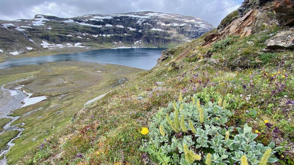 Un arbusto 'Salix lanata' (sauce lanudo) creciendo en el lago Latnjajaure, en Laponia (Suecia).