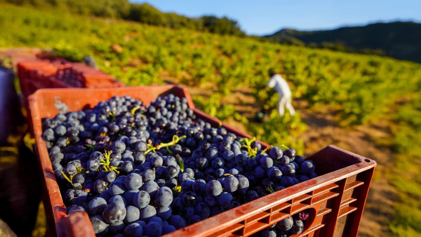 Vendimia de Bodegas San Valero.