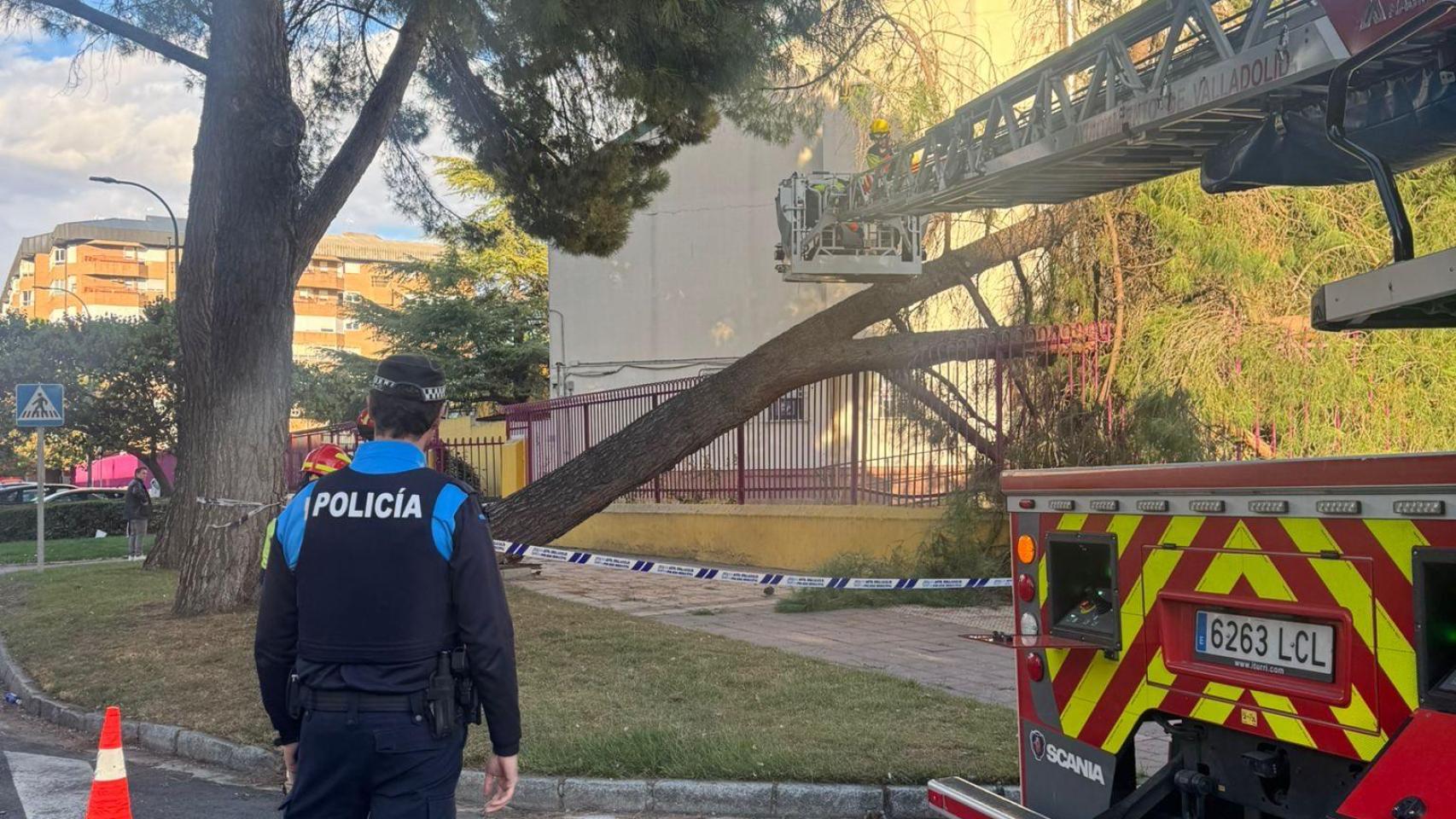 Un agente de la policía de Valladolid en la zona donde se ha producido la caída del pino en la Escuela Municipal de Música