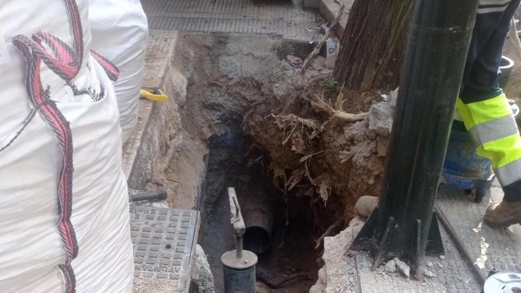 Imágenes del árbol destrozado.