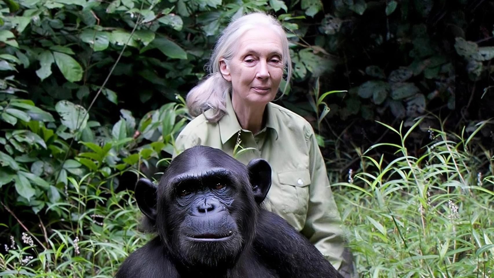 Jane Goodall con Wounda en la Reserva Natural de Tchimpounga, en el Congo. Foto: Brice Ngomo / Cortesía de the Jane Goodall Institute