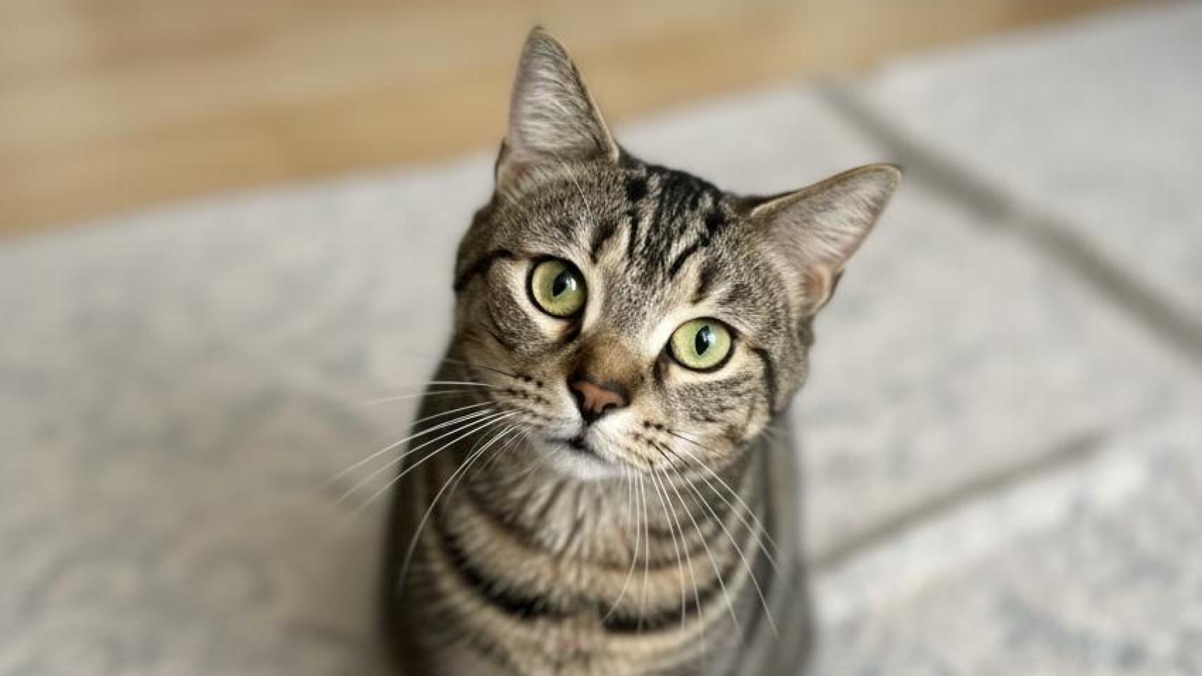 Bagel, el gato de Erin Sharoni.