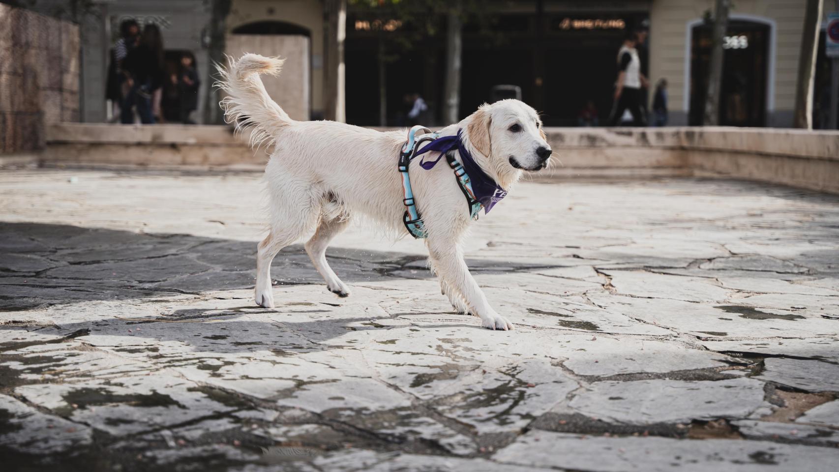 Un perro en el Perrotón.