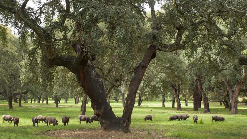Los cerdos ibéricos de Cinco Jotas entre encinas en la Sierra de Aracena.