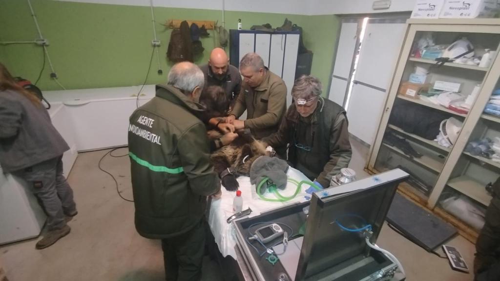 La osezna Alba siendo tratada