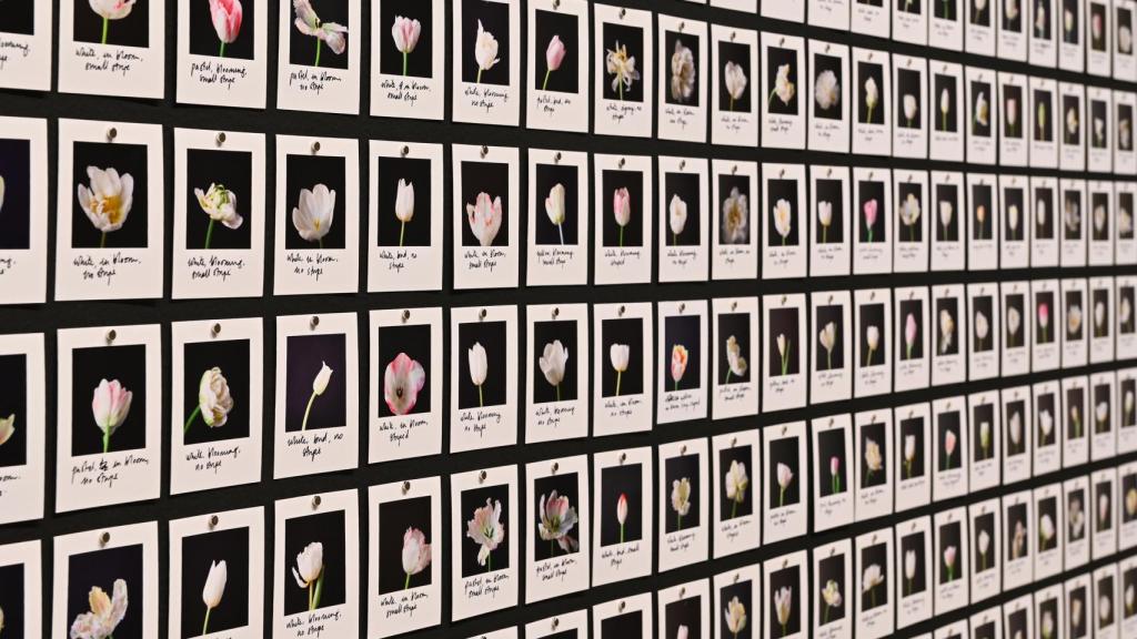 Detail of the work 'Myriad (Tulips)' (2018) by Anna Ridler. Photo: Telefónica Foundation