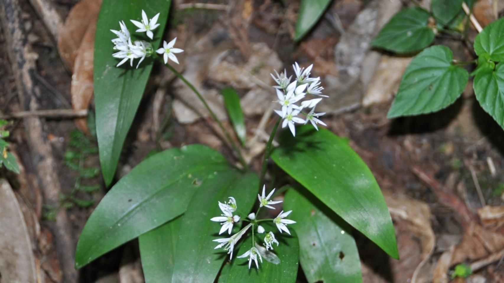 La UDC encuentra poblaciones de planta amenazadas en el entorno del río Barcés, en A Coruña