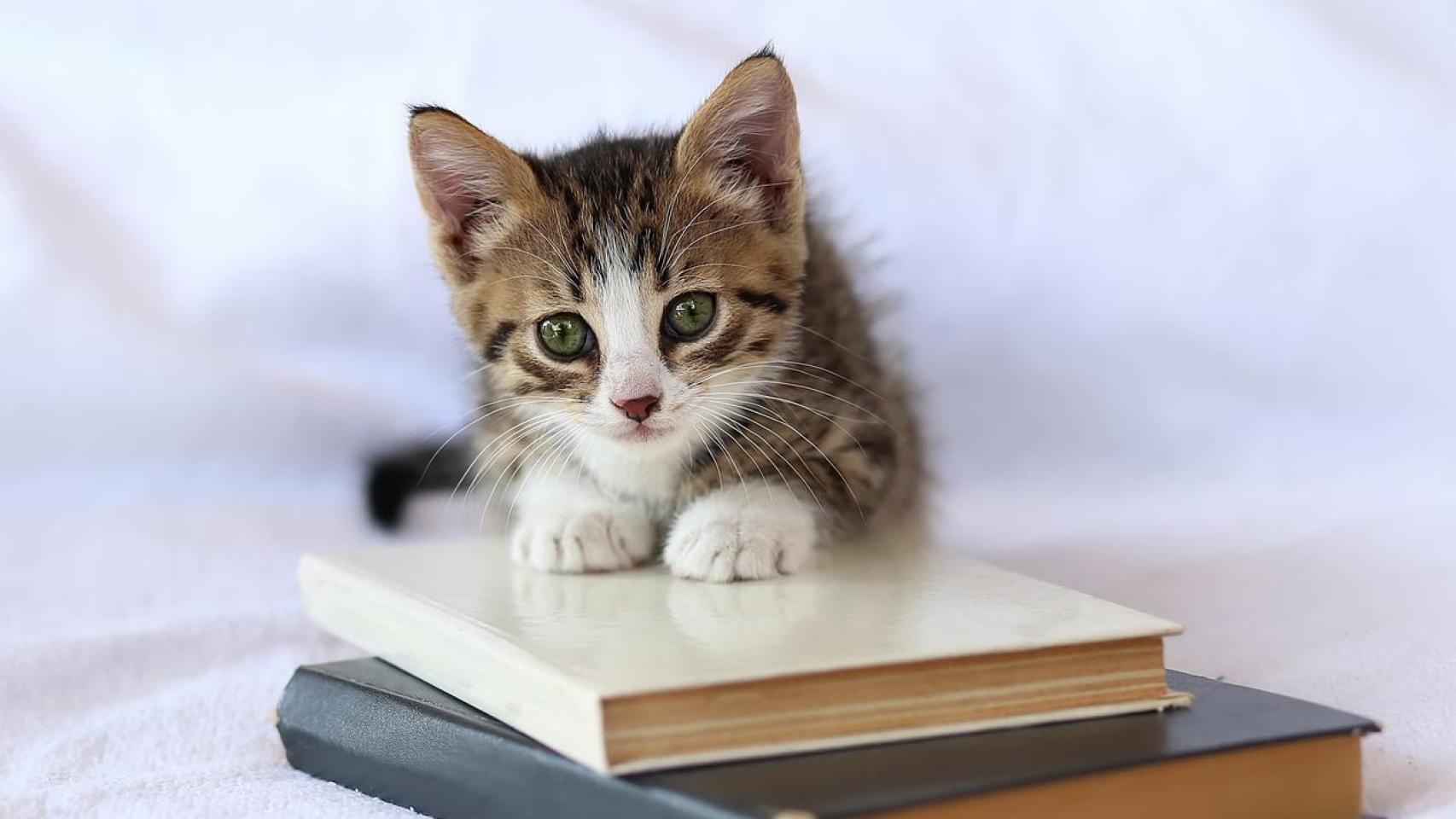 Un gato pequeño encima de libros.
