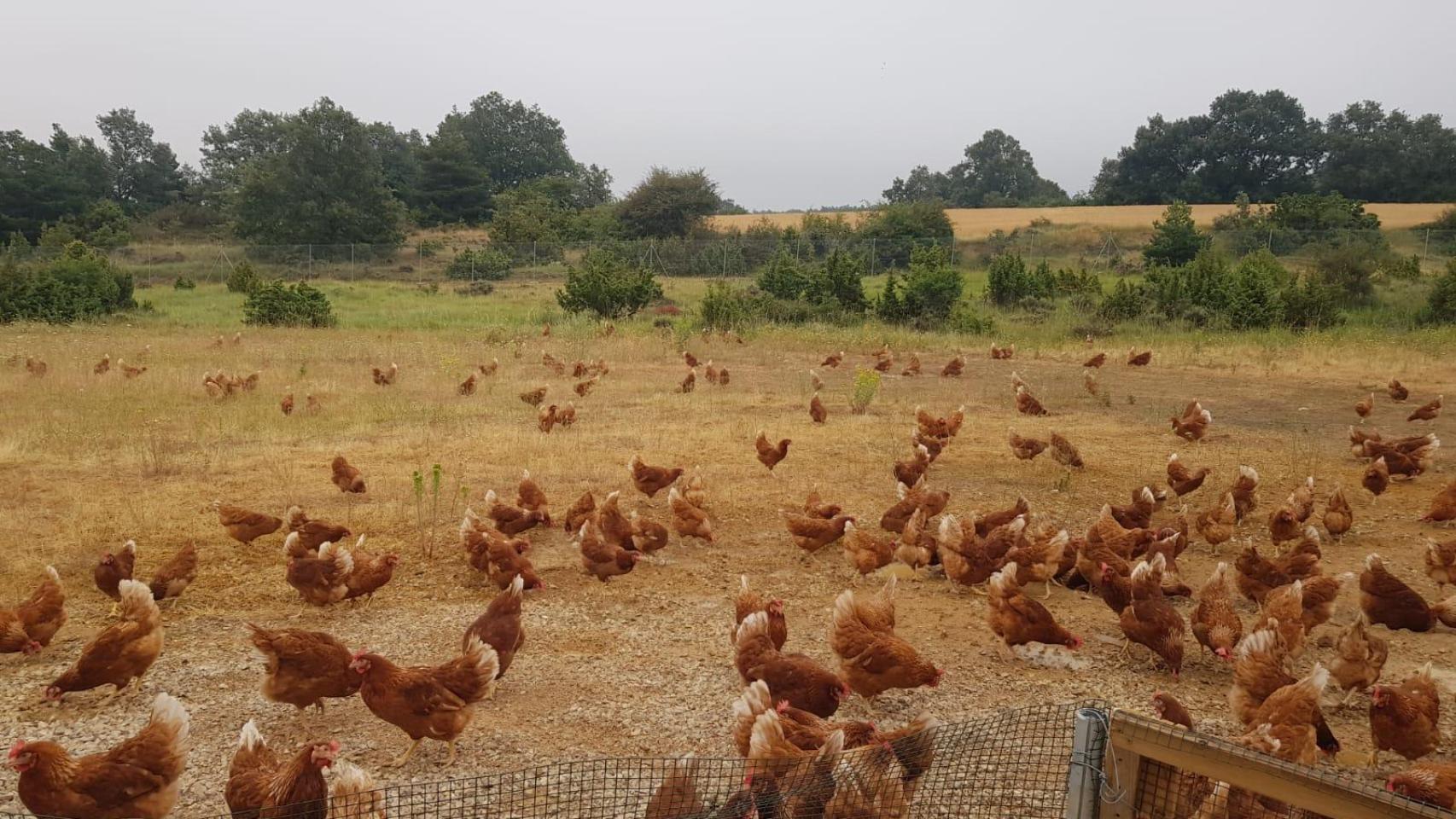 Granja de aves antes de las restricciones