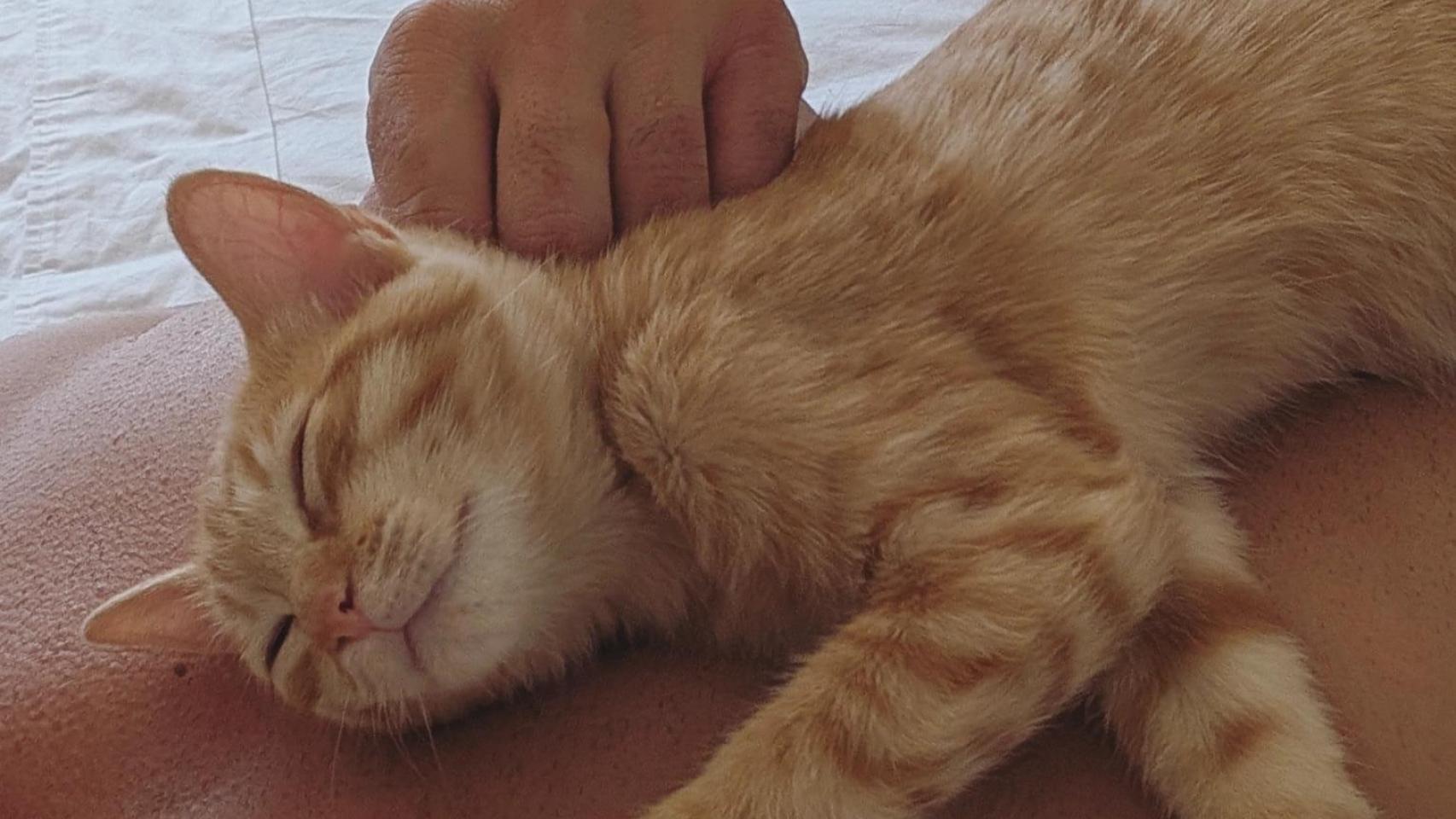 Un hombre acaricia a un gato.