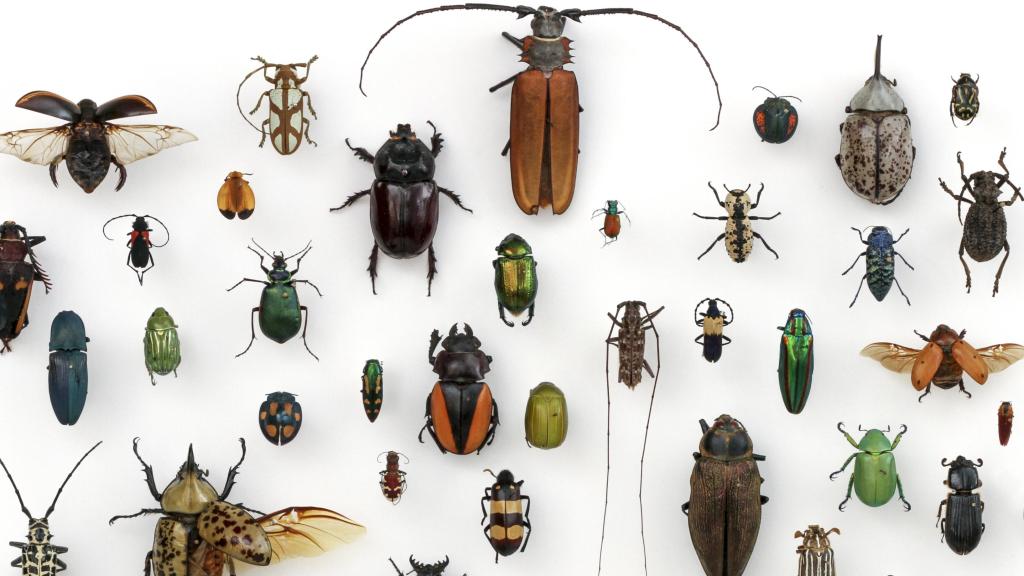 Varias especies de coleópteros. Foto: University of Texas
