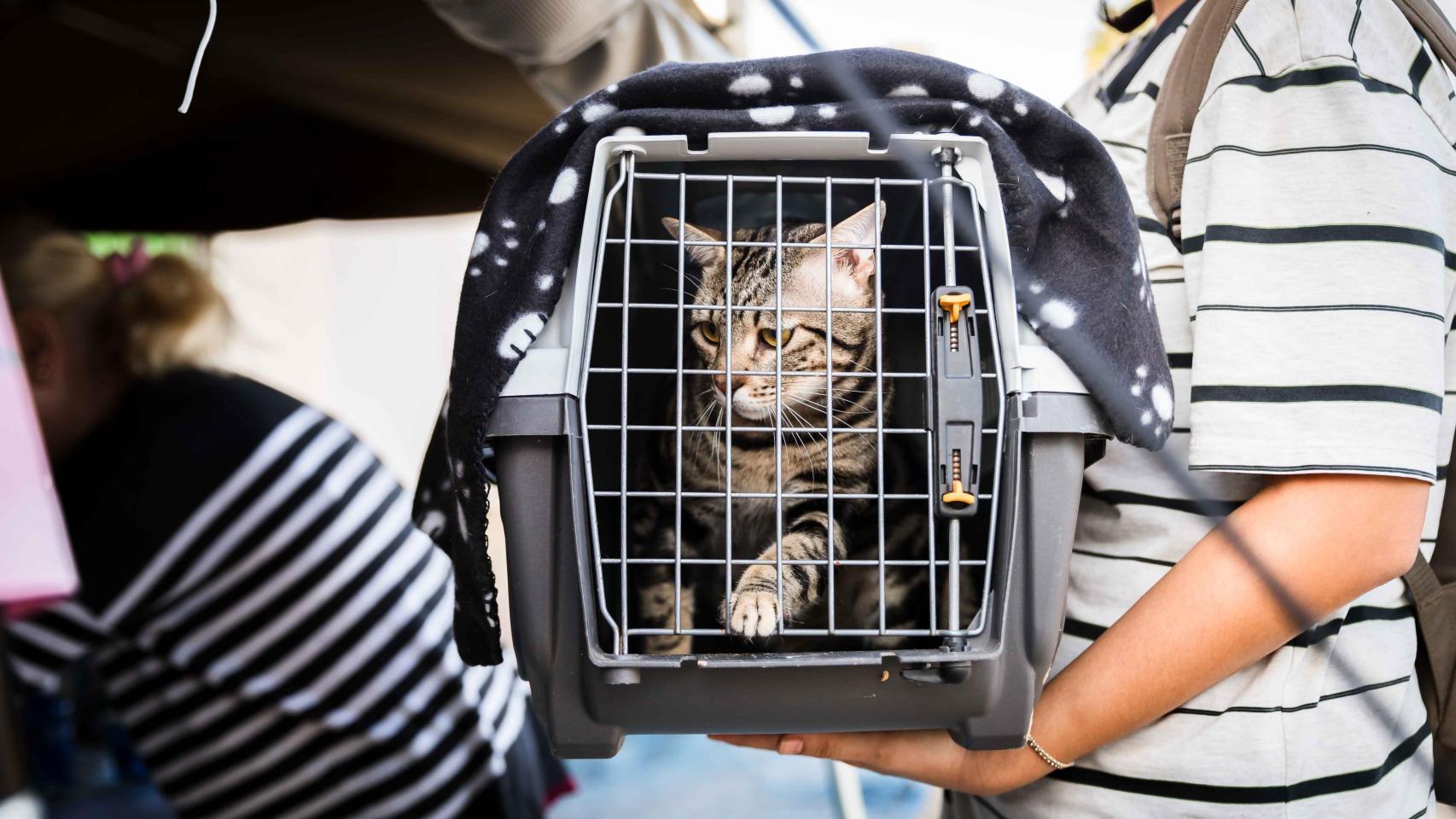 Un gatito rescatado de la Dana en el polideportivo de Benimaclet.