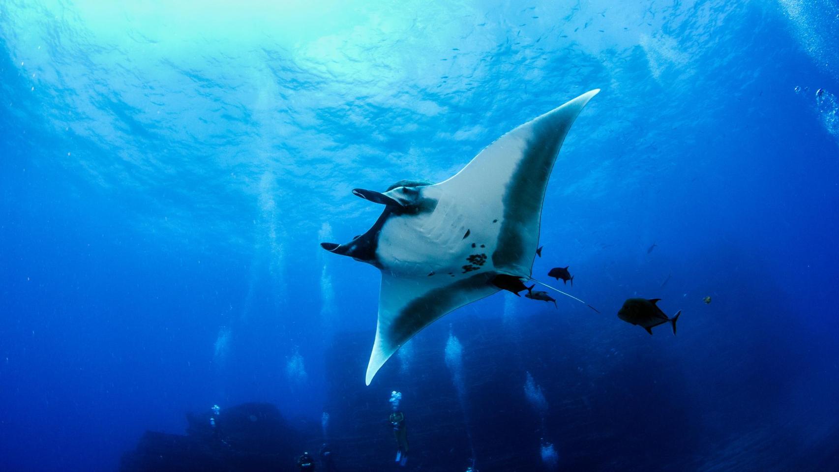 Mantarraya el archipiélago de Revillagigedo, México.