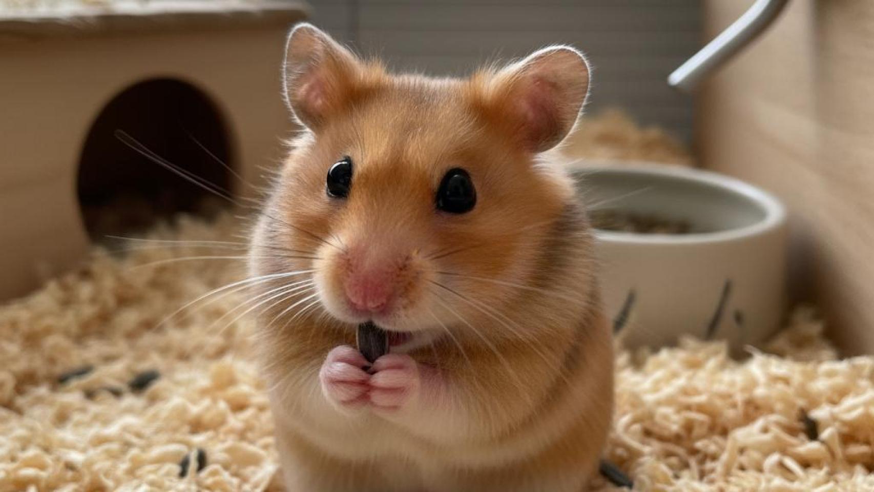 Un hámster domestico.