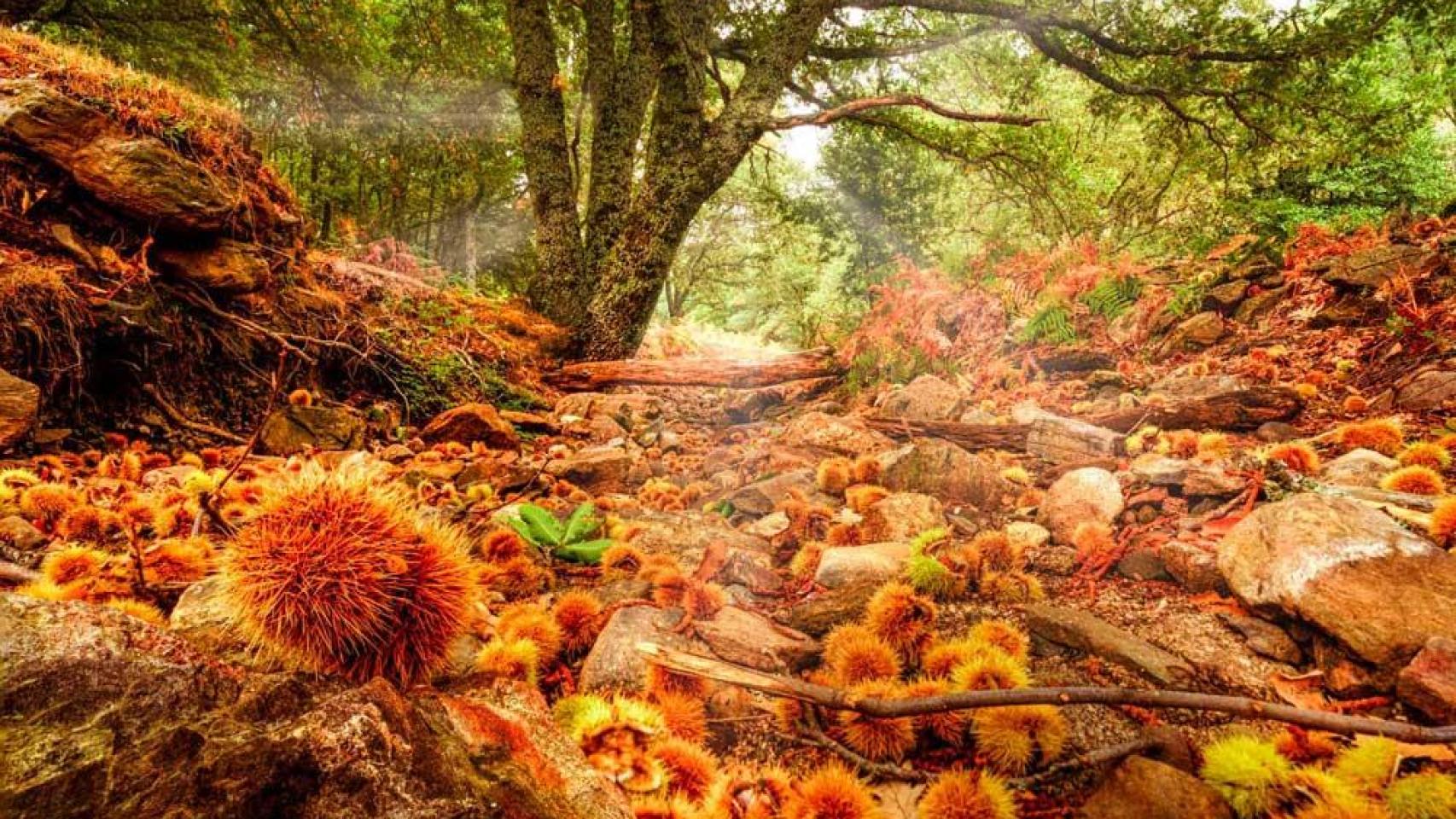 Imagen del castañar de El Tiemblo