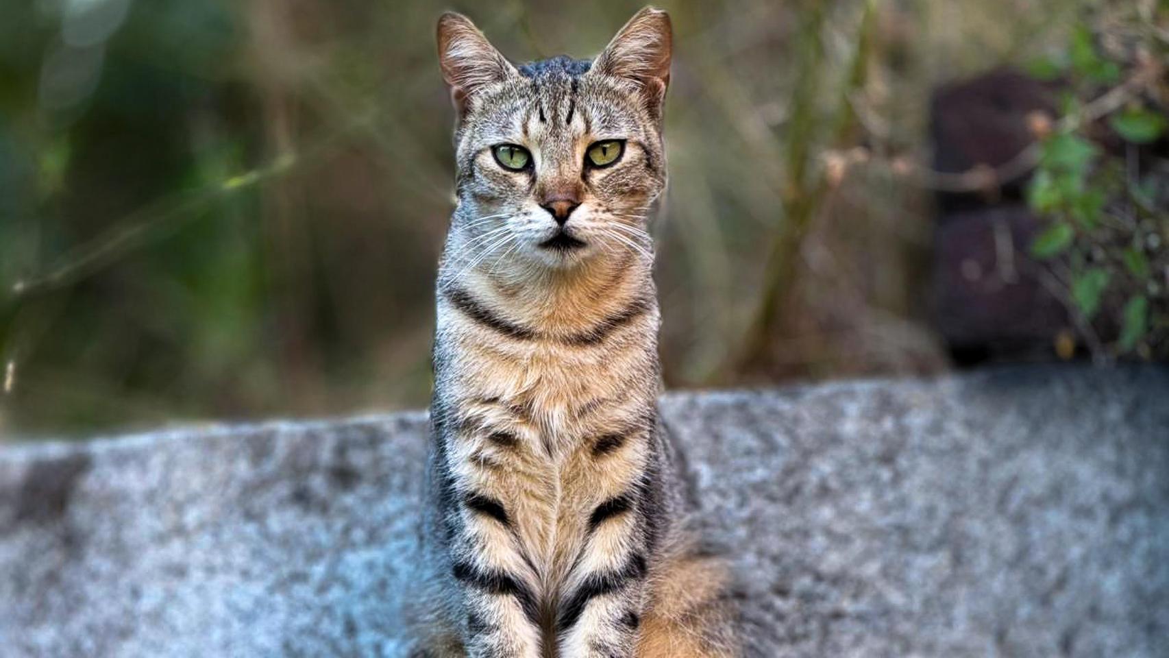 Un gato del Castillo de los sforzas en Milán.
